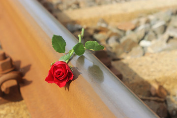red rose lying on a railroad track