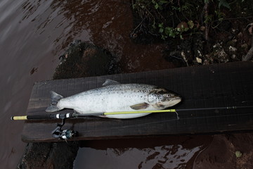 successful fishing big trout fish with rod close to