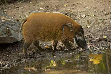 The red river hog, the bush pig (Potamochoerus porcus).