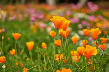 campo de flores naranjas con amarillo