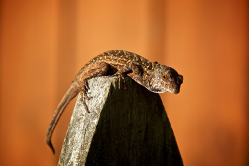 Close up of brown lizard on weathered fence post looking at viewer in morning sunshine with copy space.