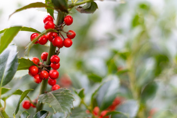 red berries on a green branch