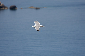 Fototapeta na wymiar Seagull flying over the water