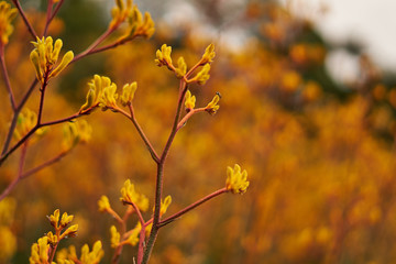 Flores amarillas