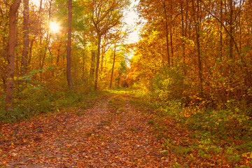 Obraz premium Rotgelbes Laub an einem geraden Waldweg im Spätherbst mit tiefstehender Sonne