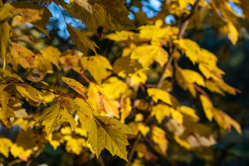 Golden autumn leaves with leaf bokeh background in the forest ~WHEN AUTUMN APPEARS~