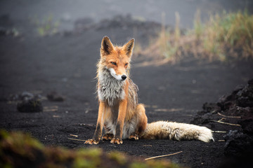 Fox in the wild close up. Red fox on the Kamchatka Peninsula, Russia - Powered by Adobe