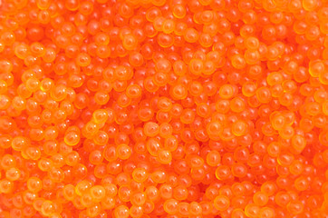 Red caviar close-up. Macro. Tasty and fresh seafood. natural background. Pure protein.