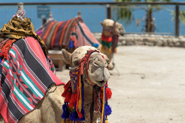 camels in Israel III