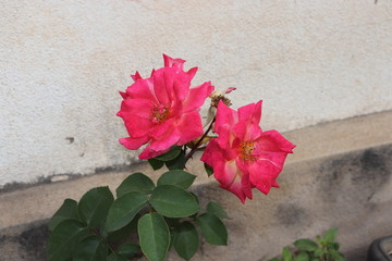 Garden Roses from Southern Brazil.