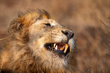 roaring male lion in kruger park south africa
