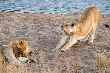 lions mating in kruger park south africa