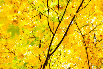 Naklejka na ściany i meble yellow maple tree autumn season