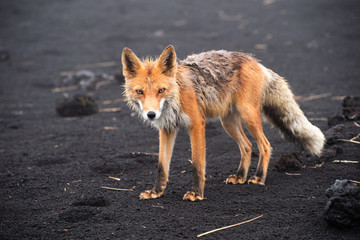 Wild Red Fox (Vulpes vulpes beringiana) standing on black sand. Kamchatka Peninsula, Russia