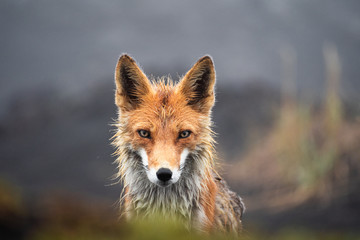 Wild Red Fox (Vulpes vulpes beringiana) standing on black sand. Kamchatka Peninsula, Russia