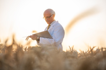 Man doing research on genetically modified grain in wheat field