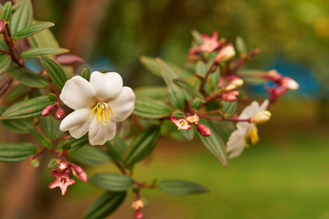 Flor blanca con capullos rojos