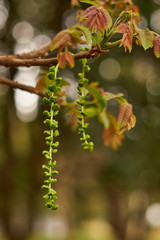 capullo de flores colgando en una rama