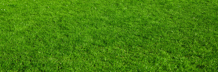 background of green grass field