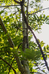 Obraz premium Arbre Ensoleillé