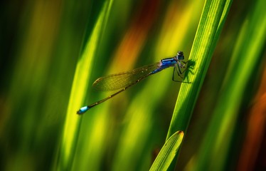 Nice blue dragonfly on grass in evening sunset lights macro nature insect wild life