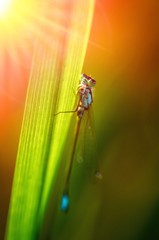 Nice blue dragonfly on grass in evening sunset lights macro nature insect wild life