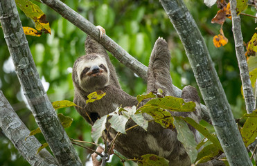 Brown-throated sloth (Bradypus variegatus)