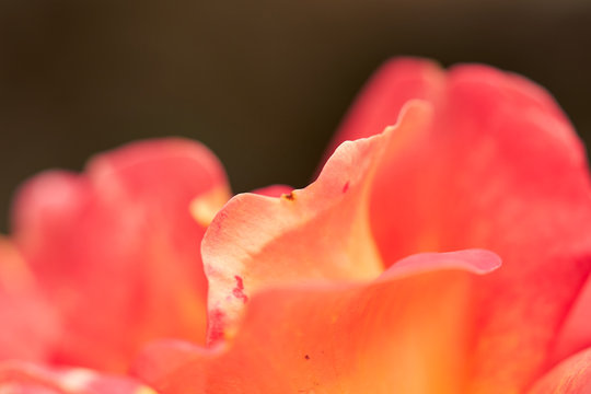 Fotografia magro de un petado de rosa