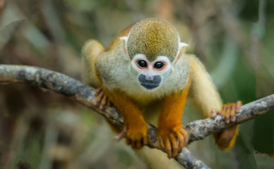 Naklejka na ściany i meble A squirrel monkey in its tree top habitat