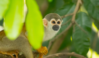 A squirrel monkey in its tree top habitat