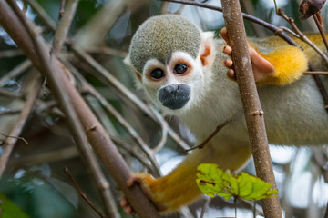 A squirrel monkey in its tree top habitat