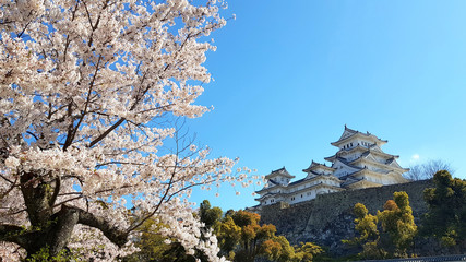 Cherry blossom and the Himeji castle in Japan