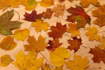 Naklejka na ściany i meble Autumn background. Maple yellow and red leaves on a wooden background. Top view, close-up. Concept of the seasons.