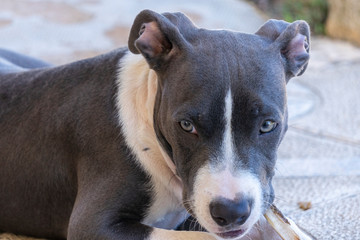 portrait of a dog