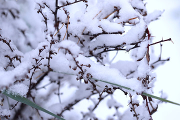 Fototapeta na wymiar Winter nature background. Shrub with red berries covered in snow. .Plants in a snowy park. Close-up.