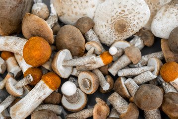 Mixture of edible wild mushrooms
