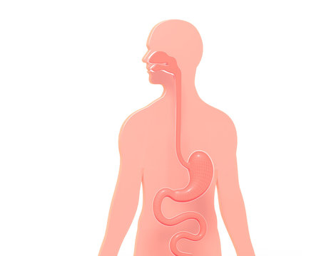 3D illustration of the digestive system from the mouth to the intestines. On the silhouette of a human body with white background.