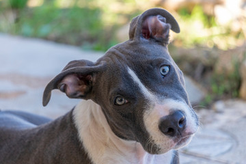 portrait of a dog