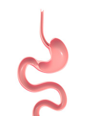 Fototapeta premium Medical anatomical 3d illustration showing the inside of the stomach