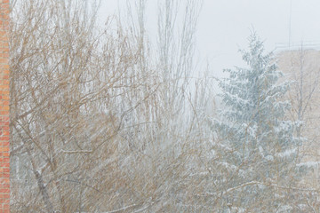 Falling snow on the background of trees. Winter background. Soft focus