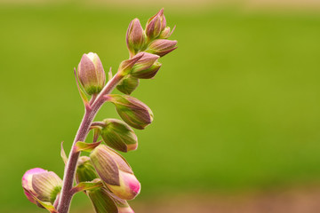 Capullo de Orquideas