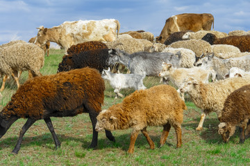 Herd of goats and sheep in the pasture