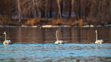 Russia. Altai territory. Protected freezing lake near the village Harvest in which live year-round wild swans and ducks.