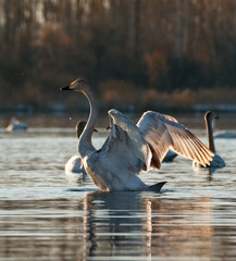 Russia. Altai territory. Protected freezing lake near the village Harvest in which live year-round wild swans and ducks.