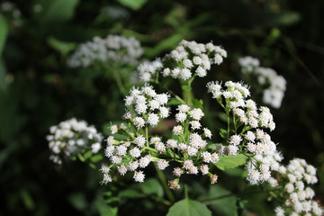 White snakeroot at Algonquin Woods in Des Plaines, Illinois