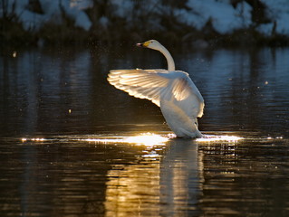 Russia. Altai territory. Protected freezing lake near the village Harvest in which live year-round wild swans and ducks.
