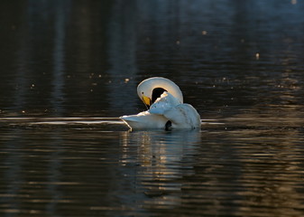 Russia. Altai territory. Protected freezing lake near the village Harvest in which live year-round wild swans and ducks.