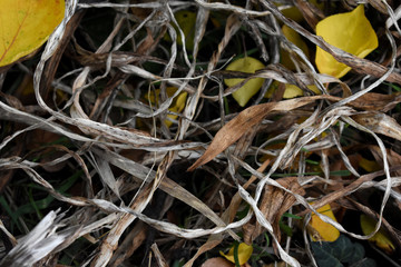 El otoño deja paja y hojas secas en el jardín