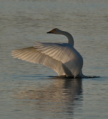 Russia. Altai territory. Protected freezing lake near the village Harvest in which live year-round wild swans and ducks.