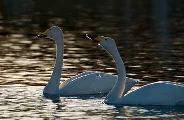 Russia. Altai territory. Protected freezing lake near the village Harvest in which live year-round wild swans and ducks.